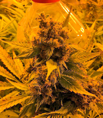 Сорт Bubble Gum reg (Serious Seeds)