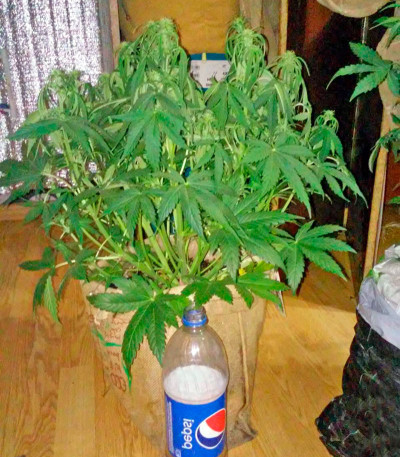 Сорт Colombian Gold Ryder Auto fem (Sweet Coffee Ryder auto)