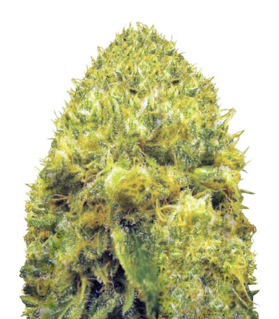 Сорт Blow Dream fem (Victory Seeds)