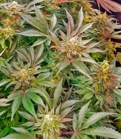 Сорт Jack Herer fem (Seedkeepers)