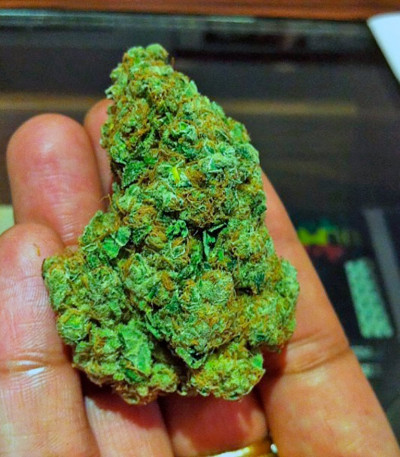 Сорт Original White Widow (IBL) fem