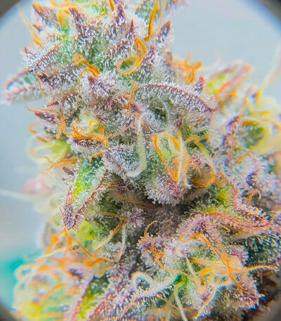 Сорт Sour Diesel x OG Kush fem (Seedkeepers)