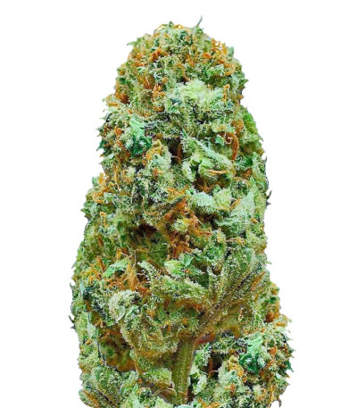 Сорт Amnesia Ganja Haze reg (Sumo Seeds)