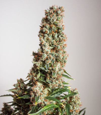 Сорт Auto Orange Bud fem (Dutch Passion)