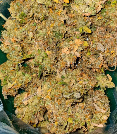 Семена сорта Ghost Chem OG Autoflower fem (Seedkeepers)