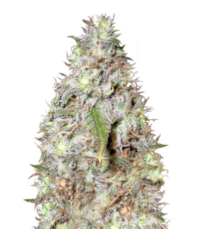 Сорт Kali´s White Shadow fem (KFC Seeds)