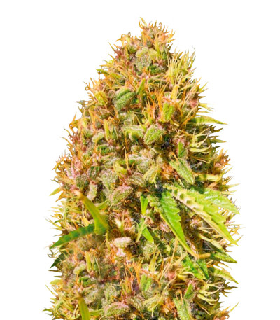 Сорт Super Mazar fem (Victory Seeds)