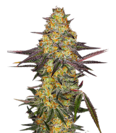 Сорт El Dorado OG fem (Paradise Seeds)