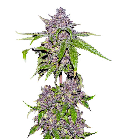 Сорт Papaya Sherbet fem (FastBuds)