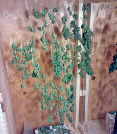 Сорт Auto Northern Lights fem (Pyramid Seeds)