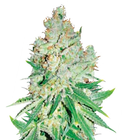 Сорт Cheese шишки