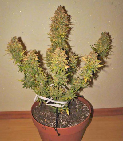Сорт Northern Express Auto fem