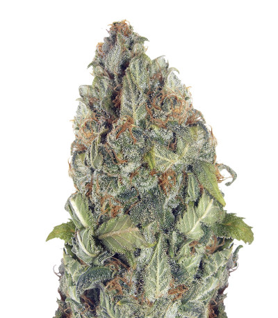 Сорт Vision Critical Auto Fem (Vision Seeds)