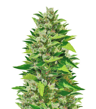 Сорт Blueberry Bliss Auto Fem (Vision Seeds)