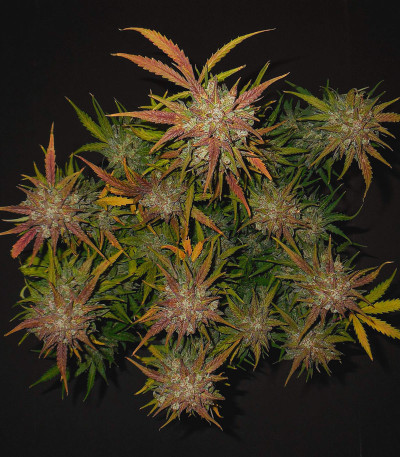 Сорт Lemon AK Auto fem (FastBuds)