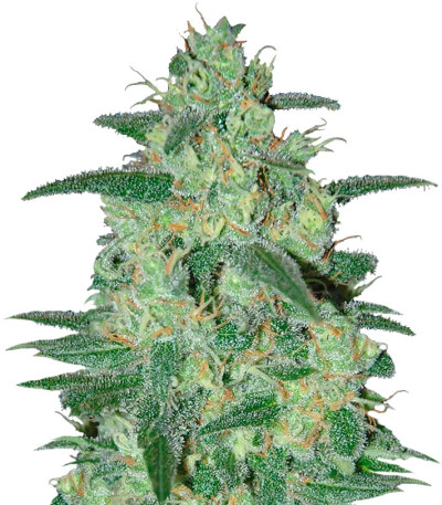 Сорт Crazy Holy Grail 69 fem (Samsara Seeds)