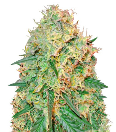 Сорт Green Mango Kush fem (Sumo Seeds)