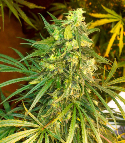 Сорт Satori x Mountain Gold regular (Mandala Seeds)