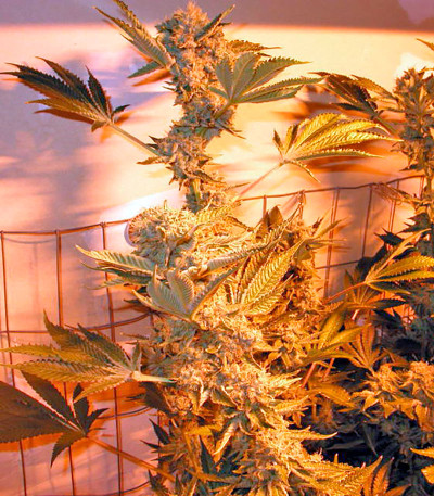 Сорт Dr. Greenthumb’s Em-Dog by B-Real fem