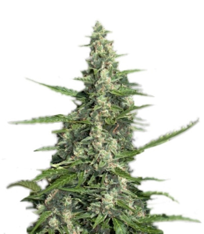 Сорт Pandora Auto fem (Paradise Seeds)