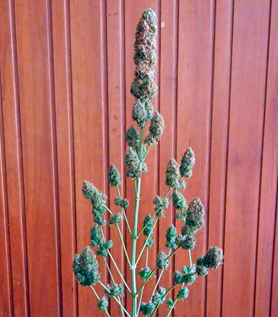 Сорт Bubble Gum reg (Serious Seeds)