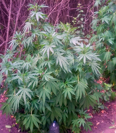 Сорт Kaia Kush fem (Green House Seed)