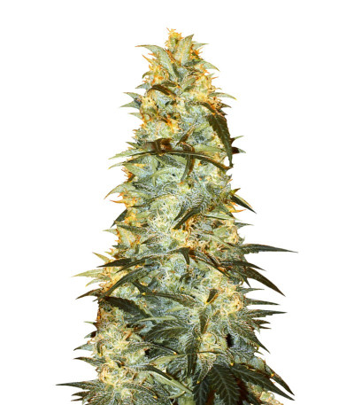 Сорт White Rhino reg (Nirvana Seeds)