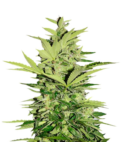 Сорт Supreme CBD Lemon OG Automatic fem