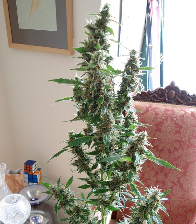 Сорт Wipeout Express Auto fem