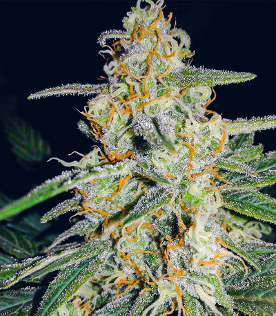 Сорт Sweet ZZ Automatic fem (RQS)