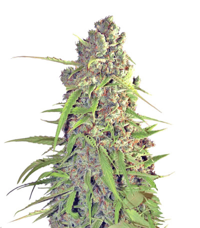 Сорт Buddha Calamity Jane auto fem (Buddha Seeds)