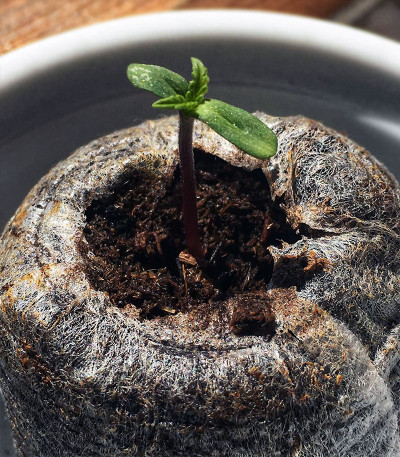 Купить сорт CBD Auto Charlotte’s Angel fem (Dutch Passion)