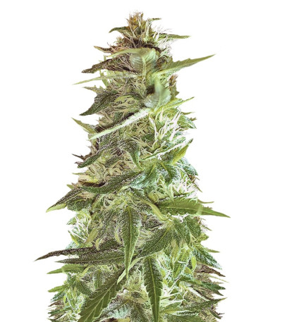 Сорт Mango Chutney fem (Dr. Krippling Seeds)