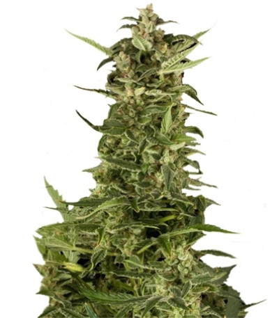 Сорт PolarLight #2 Auto fem