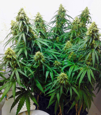 Сорт Six Shooter Auto fem (FastBuds)