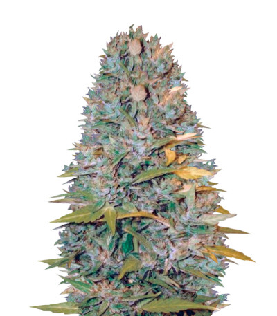 Сорт Auto Biggest Bud fem (Victory Seeds)