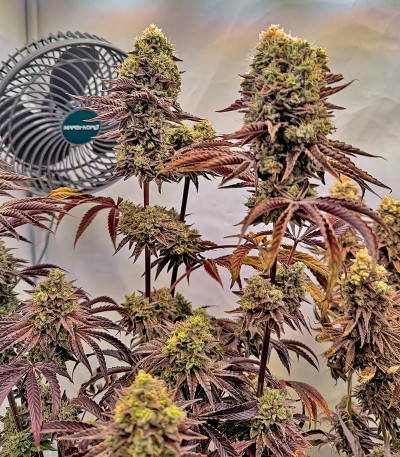 Сорт Black Cherry Gushers fem от Barney's Farm