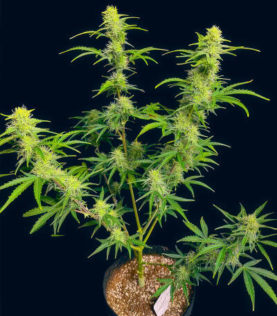 Сорт Bruce Banner Autoflower fem (Seedkeepers)