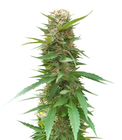 Сорт Outdoor Grapefruit fem (Female Seeds)