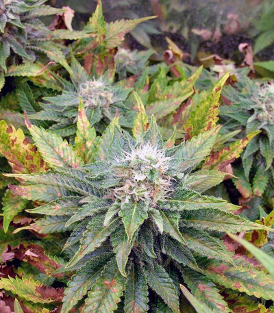 Сорт Dutch Dragon fem (Paradise Seeds)