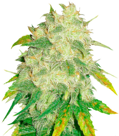 Сорт Il Diavolo Auto fem (Delicious Seeds)