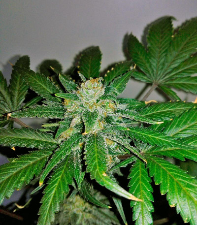 Сорт Sweet Skunk Auto fem (Sweet Seeds)