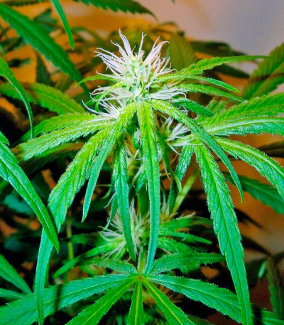 Сорт Mango Haze fem