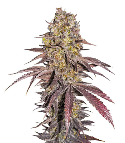 Сорт Black Cherry Gushers fem от Barney's Farm