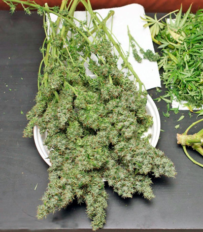 Сорт марихуаны Arjan's Haze #3