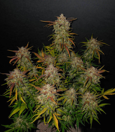 Сорт Lemon AK Auto fem (FastBuds)