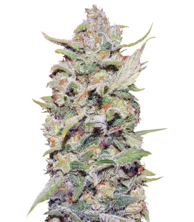 Сорт Peyote Critical fem (Barney's Farm)