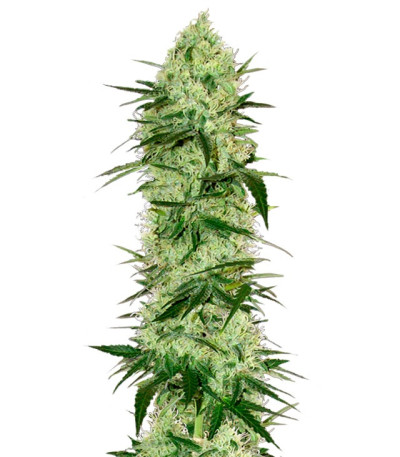 Сорт конопли Tangerine Dream Auto соцветия