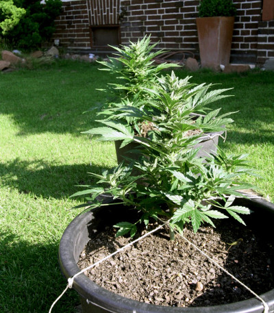 Сорт Lowryder Auto fem (Doctor's Choise)