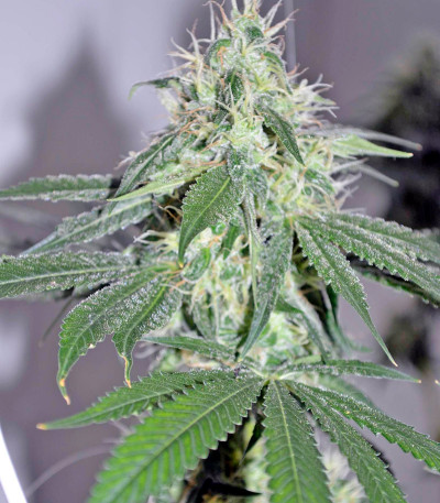 Сорт 707 Headband fem (Humboldt Seeds)